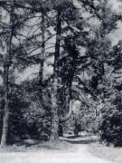 Лиственница-лира в Выксунском парке, фото из справочника В.В.Баулиной «Сады и парки Горьковской области»