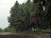 Терраса Александровского сада с голубыми елями, фото Дмитрия Соколова