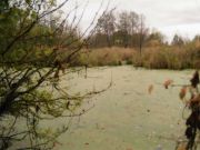 В селе Ключищи Спасского района Нижегородской области, фото Галины Филимоновой
