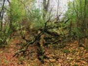 В селе Ключищи Спасского района Нижегородской области, фото Галины Филимоновой
