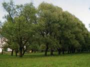 Бывший усадебный парк Лессинга в Илёве, фото Галины Филимоновой