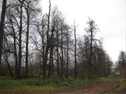Остатки парка усадьбы Кушелевых в Колотухе, фото Владимира Бакунина