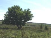 Фрагмент панорамы от Плетнихи. Фото Пакшина П.В.